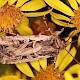 Senecio jacobaea