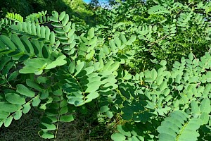 Robinia pseudoacacia False-acacia