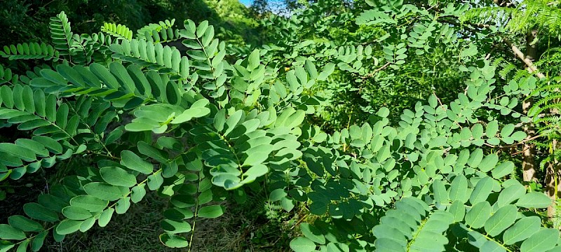 Robinia pseudoacacia - © Barry Stewart