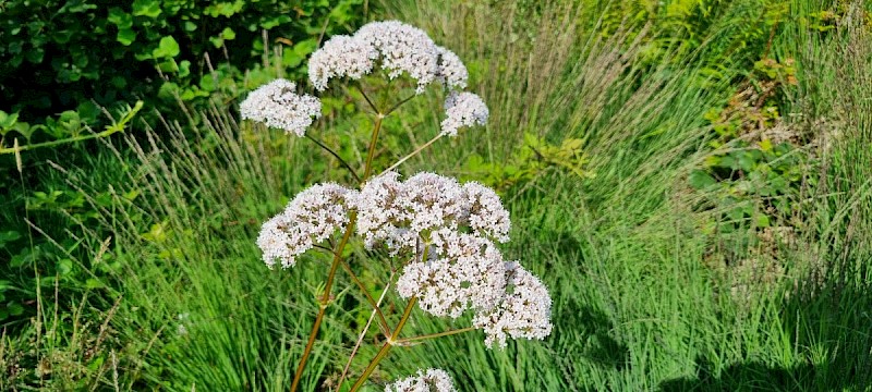 Valeriana officinalis - © Barry Stewart