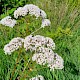 Valeriana officinalis