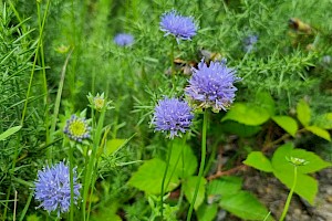 Jasione montana Sheep's-bit