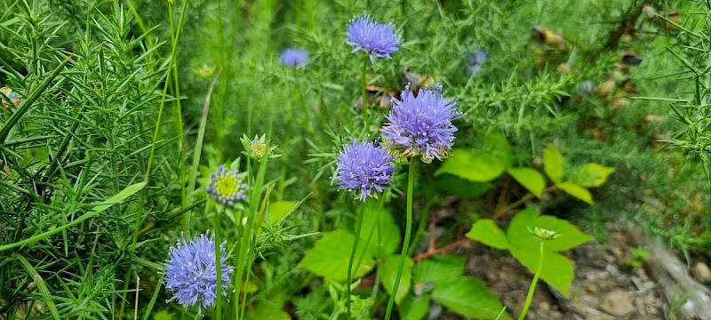 Jasione montana - © Barry Stewart