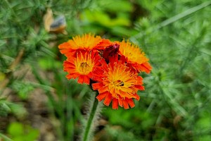 Pilosella aurantiaca Fox-and-cubs