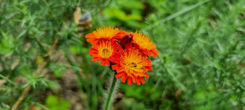 Pilosella aurantiaca - © Barry Stewart