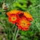 Pilosella aurantiaca