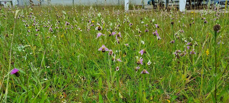 Ophrys apifera - © Barry Stewart