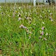 Ophrys apifera