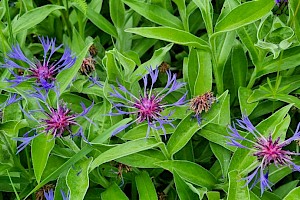 Centaurea montana Perennial Cornflower