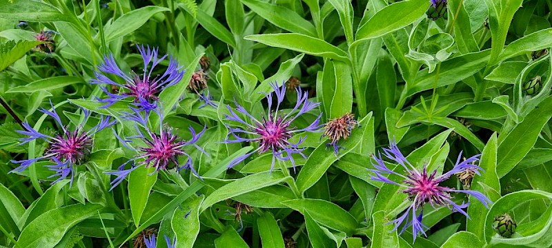 Centaurea montana - © Barry Stewart