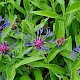 Centaurea montana