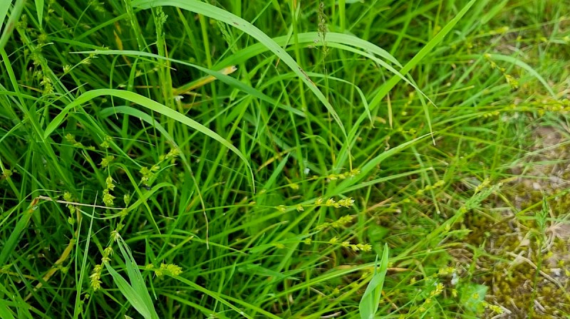 Carex divulsa subsp. divulsa - © Barry Stewart