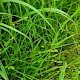 Carex divulsa subsp. divulsa