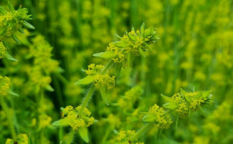 Cruciata laevipes - © Barry Stewart