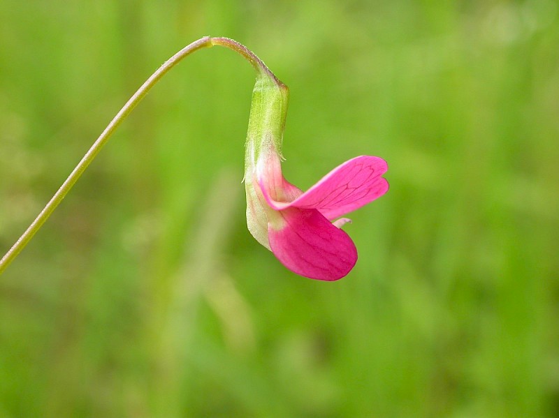 Lathyrus nissolia - © Barry Stewart