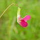 Lathyrus nissolia