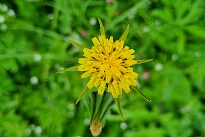 Tragopogon pratensis Goat's-beard