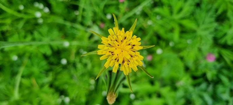 Tragopogon pratensis - © Barry Stewart