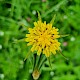 Tragopogon pratensis