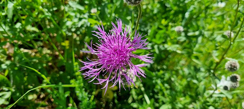 Centaurea scabiosa - © Barry Stewart