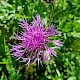 Centaurea scabiosa