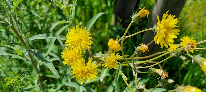 Crepis biennis - © Barry Stewart