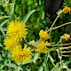 Crepis biennis