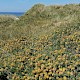 Anthyllis vulneraria