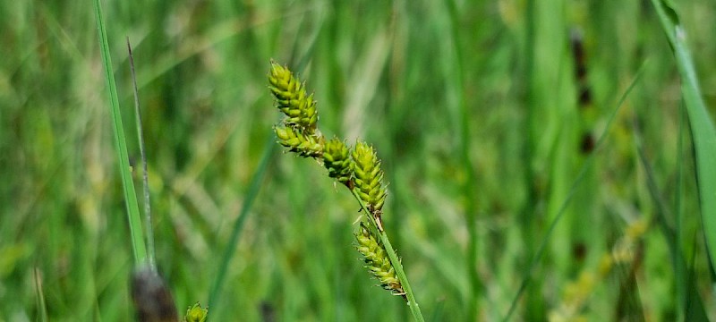 Carex canescens - © Barry Stewart