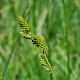 Carex canescens