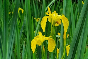 Iris pseudacorus Yellow Iris