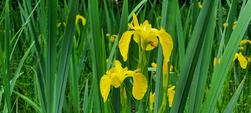 Iris pseudacorus - © Barry Stewart