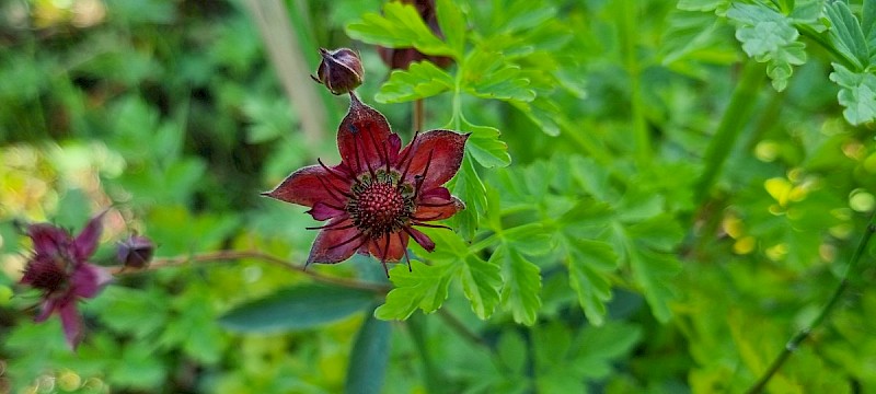 Comarum palustre - © Barry Stewart