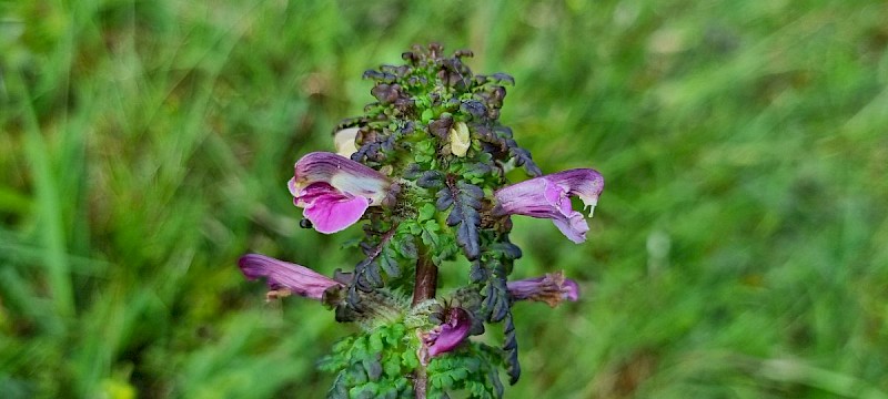 Pedicularis palustris - © Barry Stewart