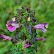 Pedicularis palustris