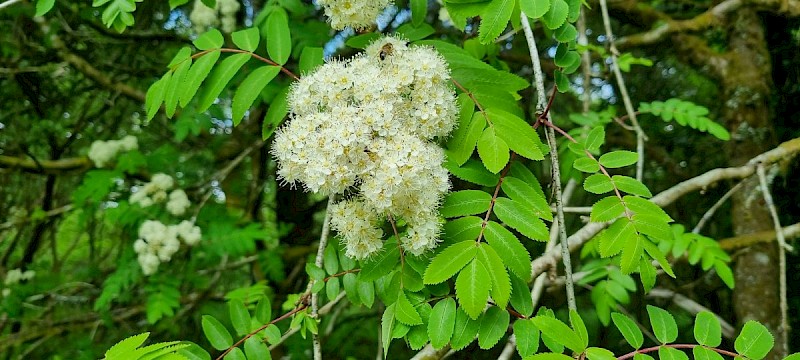 Sorbus aucuparia - © Barry Stewart