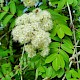 Sorbus aucuparia