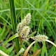 Eriophorum angustifolium