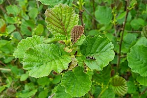 Alnus glutinosa Alder