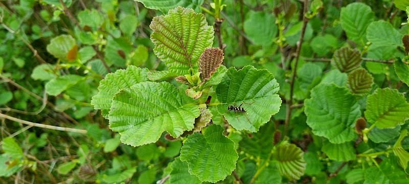 Alnus glutinosa - © Barry Stewart