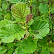 Alnus glutinosa