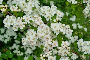 Crataegus monogyna Hawthorn