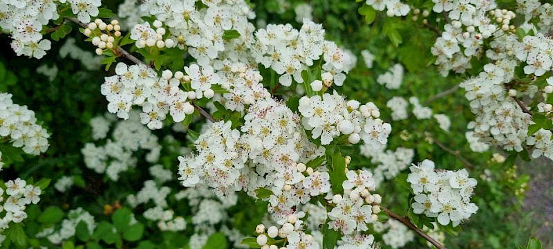 Crataegus monogyna - © Barry Stewart