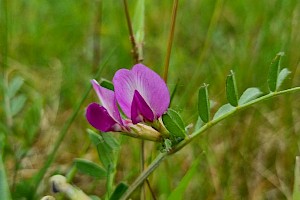 Vicia sativa subsp. segetalis Common Vetch