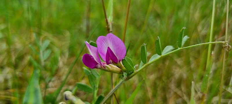 Vicia sativa subsp. segetalis - © Barry Stewart