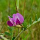 Vicia sativa subsp. segetalis