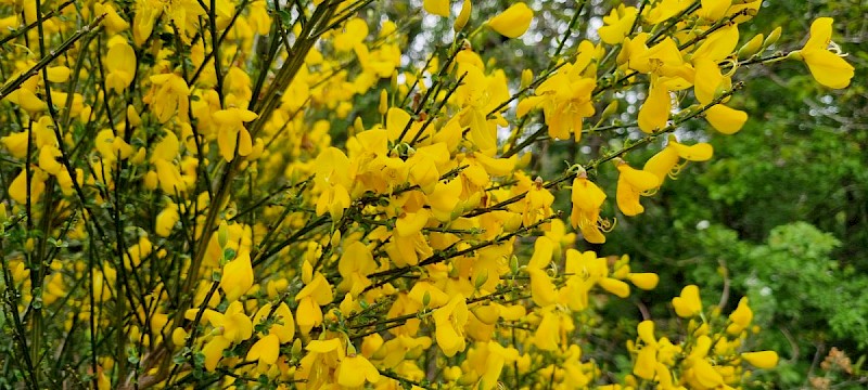 Cytisus scoparius - © Barry Stewart