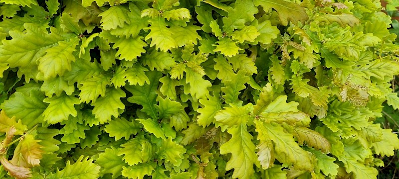 Quercus robur - © Barry Stewart