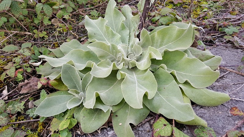 Verbascum pulverulentum - © Barry Stewart