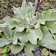 Verbascum pulverulentum